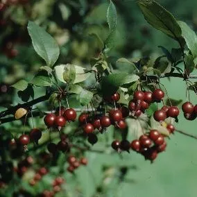 thumbnail for publication: Malus x 'Prariefire' ‘Prariefire’ Crabapple